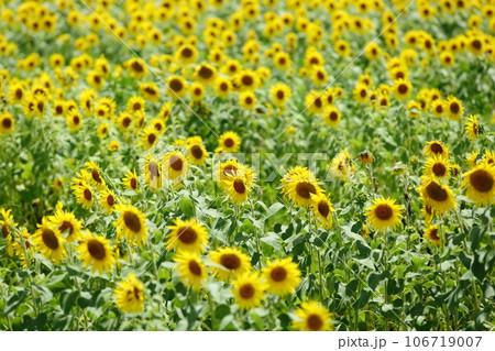 一面に広がるひまわり畑 106719007