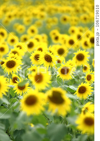 一面に広がるひまわり畑 106719010