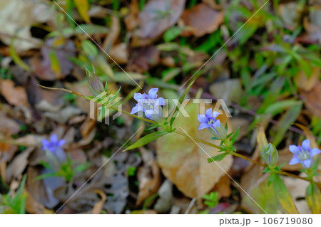 リンドウの花 リンドウの花 106719080