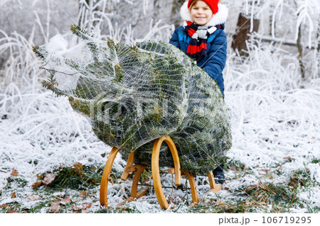 Happy little girl pushing Christmas tree on sleigh. Cute preschool child on fir tree cutting plantation. Family choosing, cut and felling own xmas tree in forest, family tradition in Germany 106719295