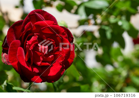 Tenderness and love. Delicate cute red rose,green summer garden 106719316