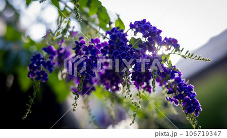 The beautiful view in Japan 106719347
