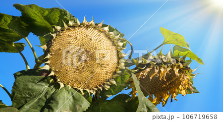 Sunflower pecked by birds against the sky 106719658
