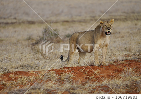 Lioness in african savanna of Tsavo East National Park in Kenya 106719883