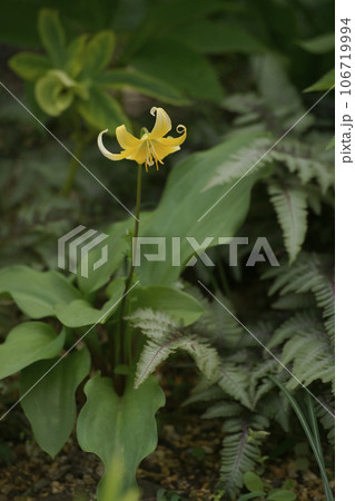 カタクリ カタクリ 106719994
