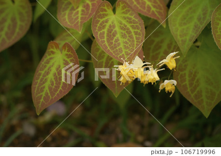 イカリソウ イカリソウ 106719996