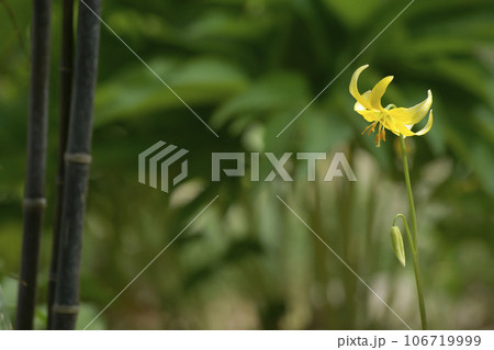 カタクリ カタクリ 106719999