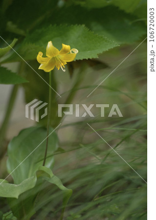 カタクリ 106720003