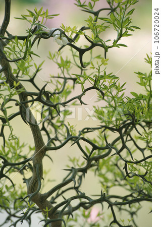 カラタチ カラタチ 106720024