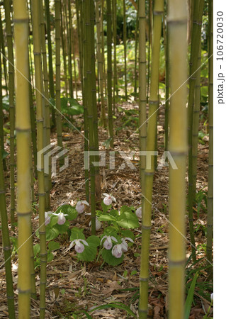 クマガイソウ クマガイソウ 106720030
