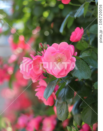 山下公園のバラ風景 106720056