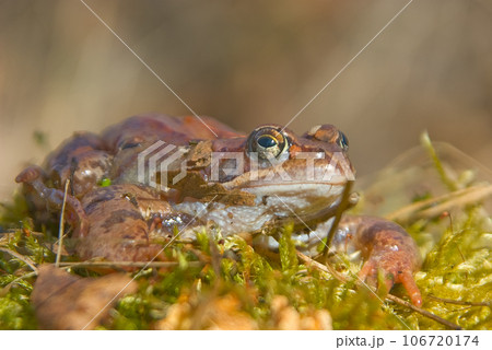 moor frog moor frog 106720174