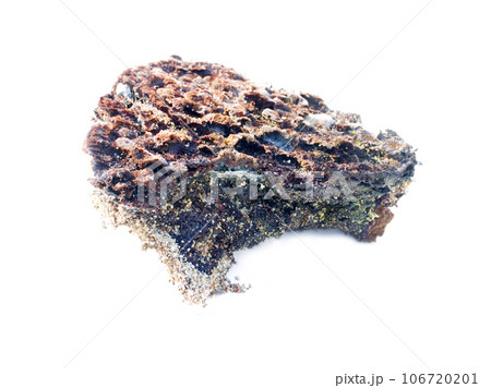 moss and mushrooms pristine forests 106720201