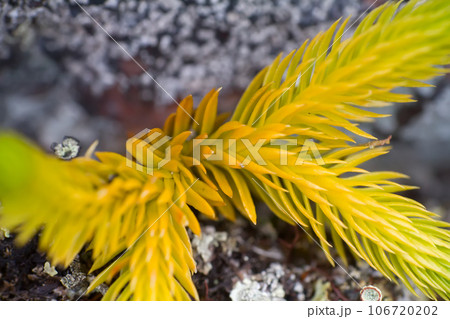 Lycopodium Lycopodium 106720202