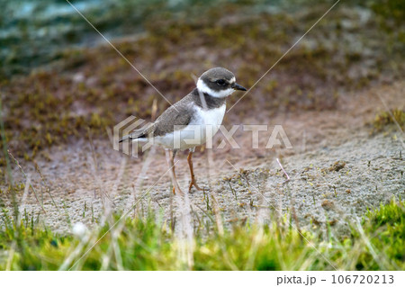 Ringed Plover Ringed Plover 106720213