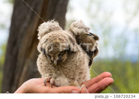 Trusting owlet sitting on ornithologist hand Trusting owlet sitting on ornithologist hand 106720234