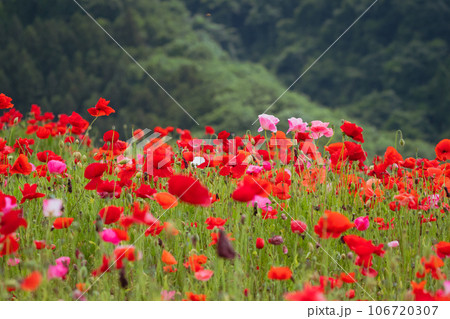 秩父天空のポピーに咲くポピーの花 秩父天空のポピーに咲くポピーの花 106720307