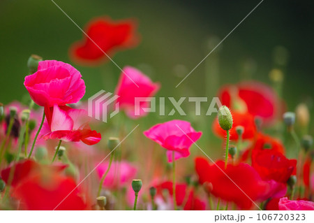 秩父天空のポピーに咲くポピーの花 106720323
