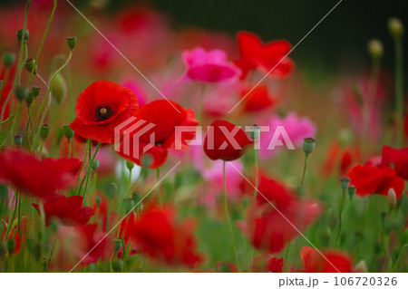 秩父天空のポピーに咲くポピーの花 106720326