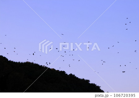 夕暮れ時にねぐらへ帰るカラス 夕暮れ時にねぐらへ帰るカラス 106720395