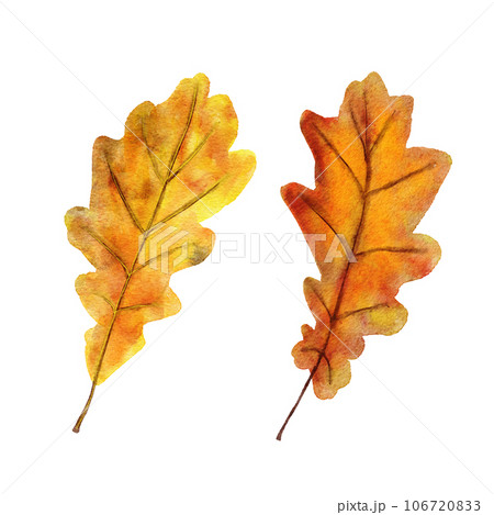 Watercolor hand drawn illustration of red orange yellow fall autumn leaves. Leaf of oak grapes vine trees, forest wood woodland elements, thanksgiving decor art. Bright colorful foliage print. 106720833