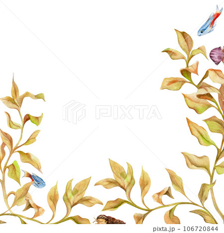 Hand drawn watercolor aquarium fish, algae and sealife. Marine exotic underwater illustration. Isolated on white background. Frame border. Design for shops, brochure, print, card, wall art, textile. Hand drawn watercolor aquarium fish, algae and sealife. Marine exotic underwater illustration. Isolated on white background. Frame border. Design for shops, brochure, print, card, wall art, textile. 106720844