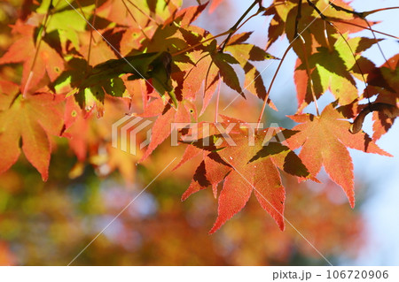 かえでの紅葉のクローズアップ かえでの紅葉のクローズアップ 106720906