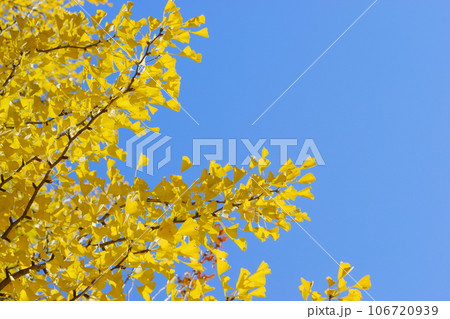 青空に映えるイチョウの黄葉 【青空背景】 106720939