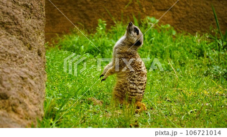 立って見上げるミーアキャット 106721014