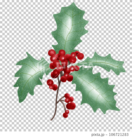 Christmas berry and leaf 106721283