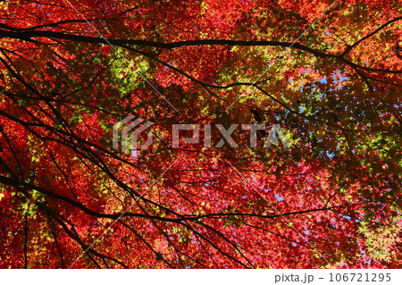 色鮮やかなカエデの紅葉 106721295