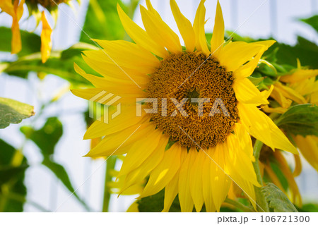 Bright sunflower, close up. Agriculture concept. Pollination concept. Sunflower plantation. Yellow flower in sunshine. Bright sunflower, close up. Agriculture concept. Pollination concept. Sunflower plantation. Yellow flower in sunshine. 106721300