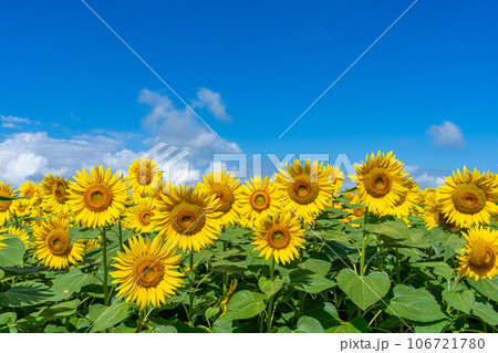 【山梨県】ひまわりと青空の風景 【山梨県】ひまわりと青空の風景 106721780
