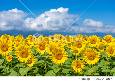 【山梨県】ひまわりと青空の風景 【山梨県】ひまわりと青空の風景 106721807
