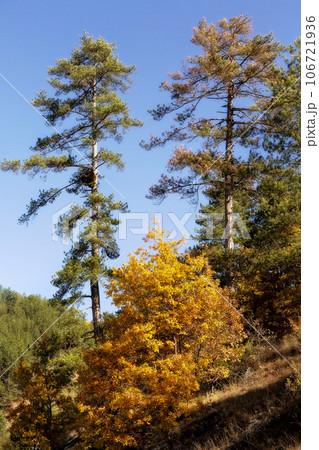 Golden magic autumn forest with colorful trees Golden magic autumn forest with colorful trees 106721936