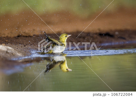 Lesser Masked Weaver in Kruger National park, South Africa 106722084