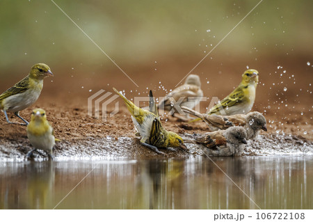 Red headed weaver in Kruger National park, South Africa 106722108