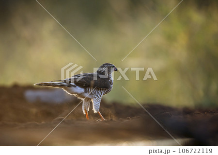 Shikra in Kruger National park, South Africa 106722119