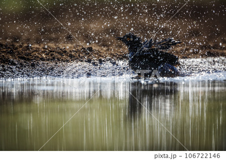 Cape Glossy Starling in Kruger National park, South Africa 106722146