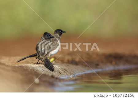 Dark capped Bulbul in Kruger National park, South Africa 106722156