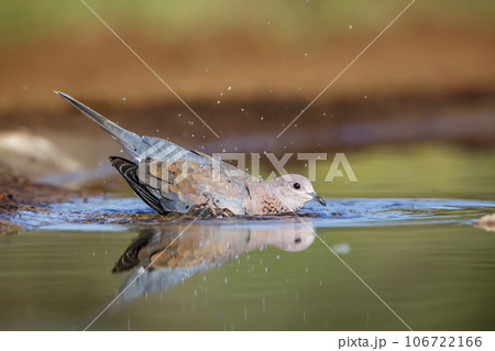 Laughing Dove in Kruger National park, South Africa Laughing Dove in Kruger National park, South Africa 106722166