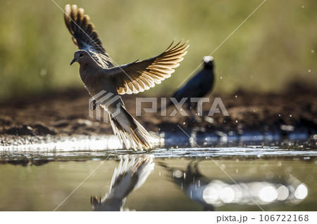 Laughing Dove in Kruger National park, South Africa 106722168