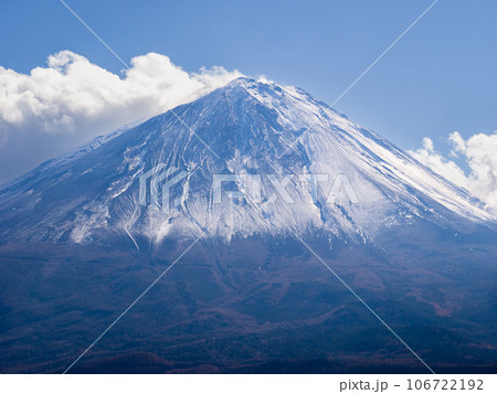 冠雪した富士山と山裾の紅葉した樹海 (山梨県、鳴沢村) 106722192