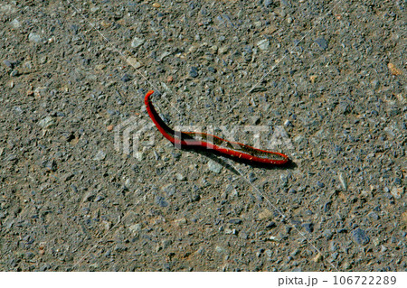 ミミズを専門に捕食する巨大で不気味なヒル、クガビル ミミズを専門に捕食する巨大で不気味なヒル、クガビル 106722289