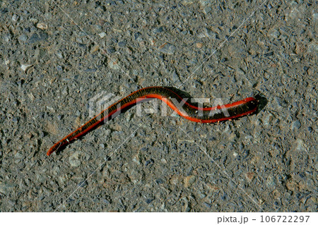 ミミズを専門に捕食する巨大で不気味なヒル、クガビル 106722297