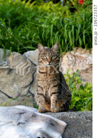 Portrait of a beautiful cat indoor in summer Portrait of a beautiful cat indoor in summer 106723357
