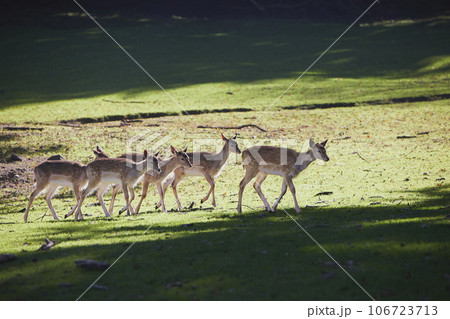 A herd of young deer in the forest in Denmark A herd of young deer in the forest in Denmark 106723713