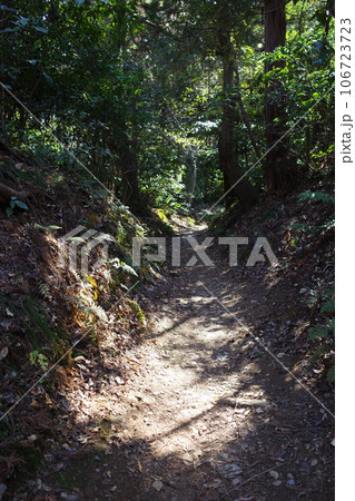 天園ハイキングコースで出会った木漏れ日の道 天園ハイキングコースで出会った木漏れ日の道 106723723