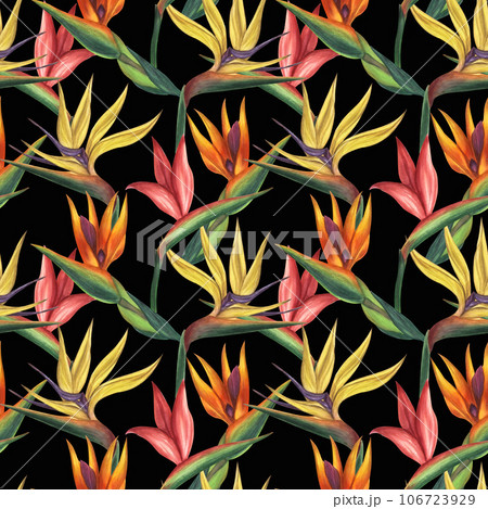 Seamless endless tropical pattern. Pink yellow orange strelitzia flower, bird of paradise. Hand-drawn watercolor illustration black background. For textiles, wrapping paper, wallpaper 106723929