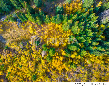 Fall time. A drone view of  the woods. An aerial view of an autumn forest. 106724215